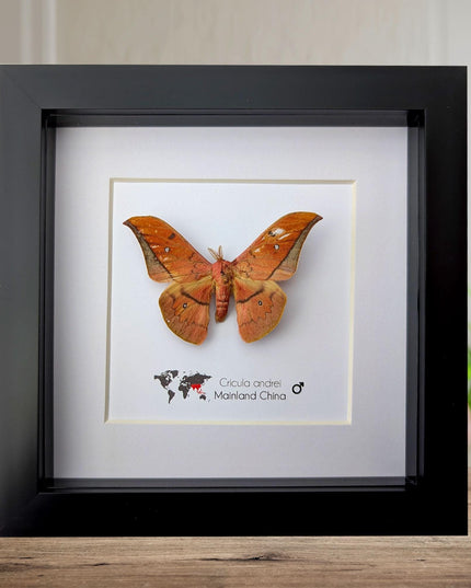 Framed scarlet windowed moth taxidermy: ethically sourced entomology wall art