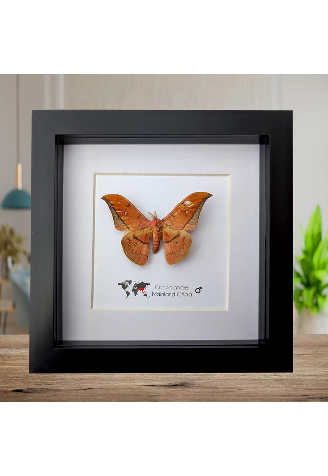 Framed scarlet windowed moth taxidermy: ethically sourced entomology wall art