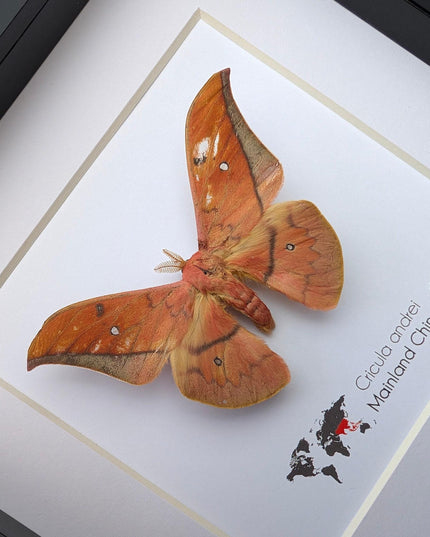 Framed scarlet windowed moth taxidermy: ethically sourced entomology wall art