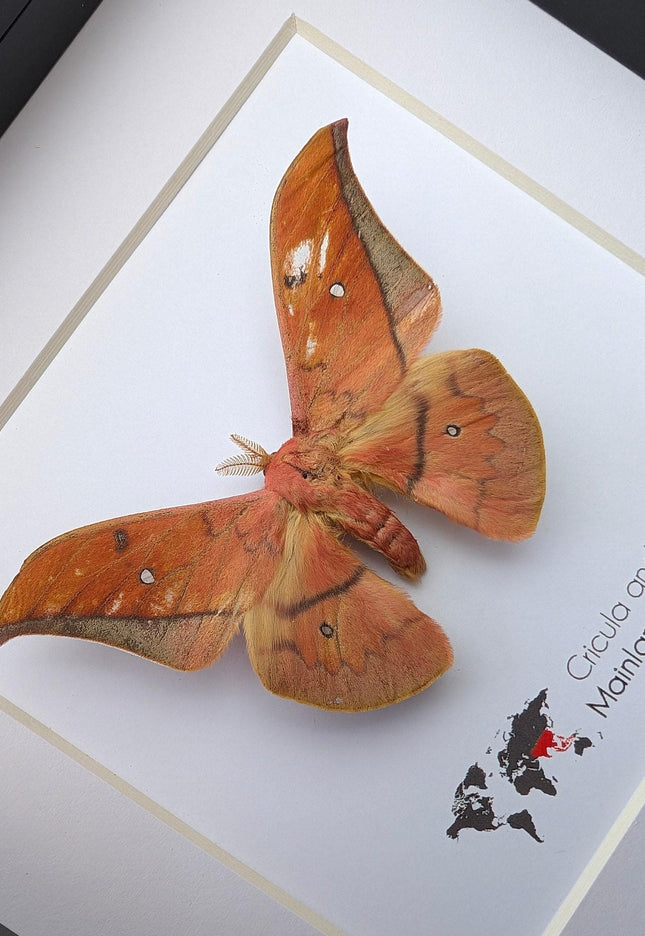 Framed scarlet windowed moth taxidermy: ethically sourced entomology wall art