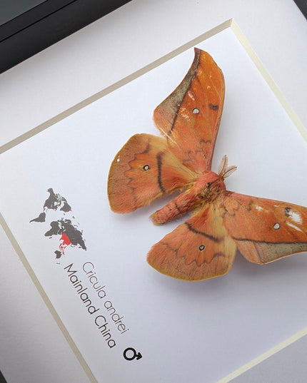 Framed scarlet windowed moth taxidermy: ethically sourced entomology wall art