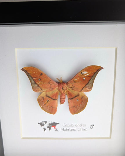 Framed scarlet windowed moth taxidermy: ethically sourced entomology wall art