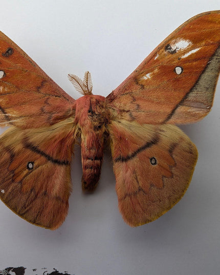 Framed scarlet windowed moth taxidermy: ethically sourced entomology wall art
