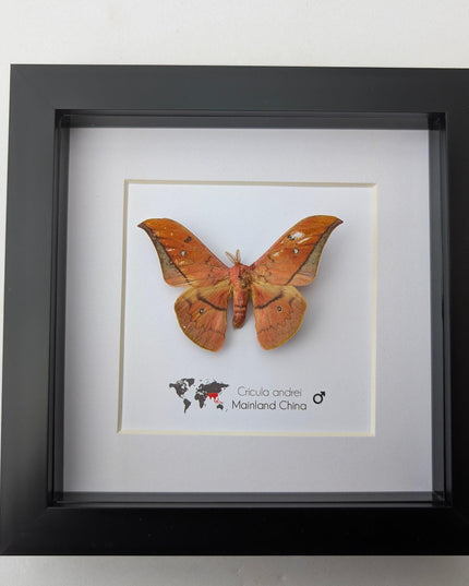 Framed scarlet windowed moth taxidermy: ethically sourced entomology wall art
