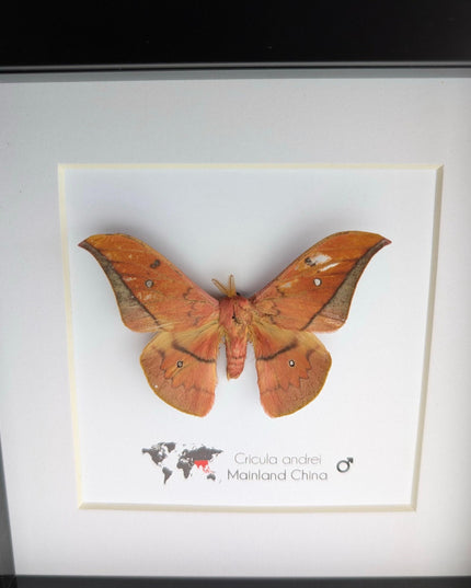 Framed scarlet windowed moth taxidermy: ethically sourced entomology wall art