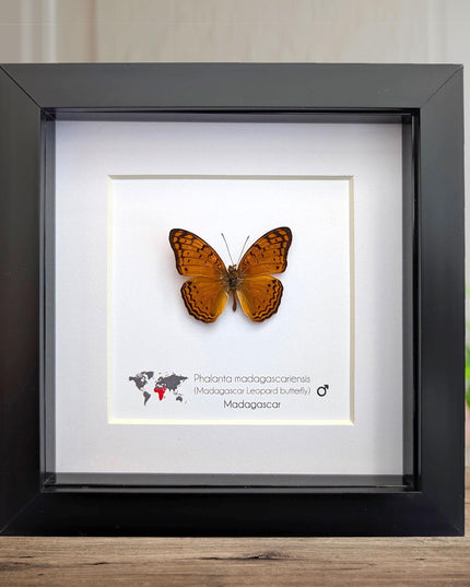 Framed madagascan leopard butterfly display (6" x 6")