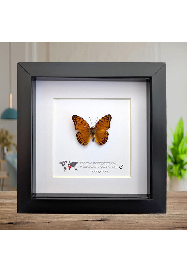 Framed madagascan leopard butterfly display (6" x 6")