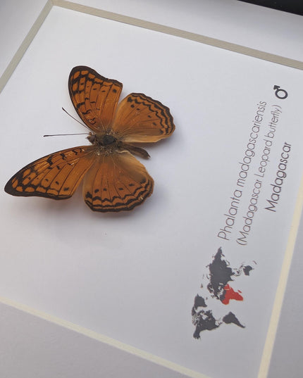 Framed madagascan leopard butterfly display (6" x 6")