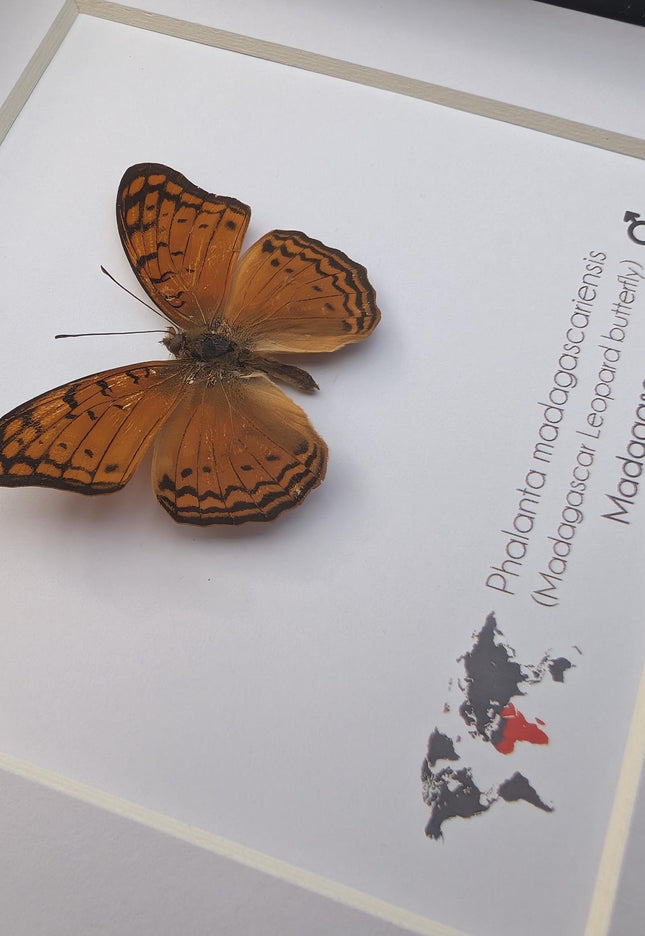 Framed madagascan leopard butterfly display (6" x 6")