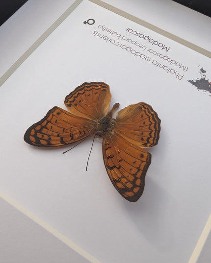 Framed madagascan leopard butterfly display (6" x 6")