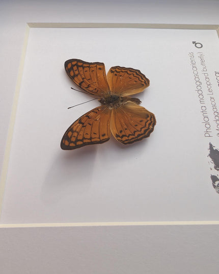 Framed madagascan leopard butterfly display (6" x 6")