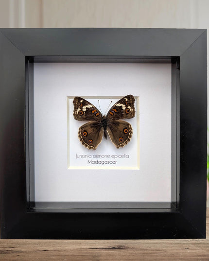 Framed tropical junonia oenone, blue pansy butterfly - ethically sourced entomology wall art, 4"x4"