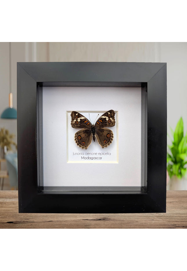 Framed tropical junonia oenone, blue pansy butterfly - ethically sourced entomology wall art, 4"x4"