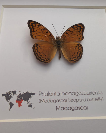 Framed madagascan leopard butterfly display (6" x 6")