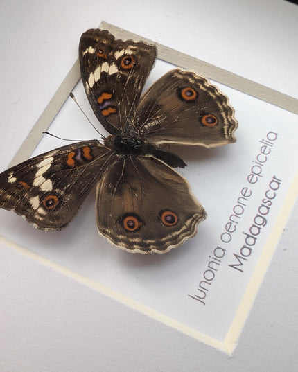 Framed tropical junonia oenone, blue pansy butterfly - ethically sourced entomology wall art, 4"x4"
