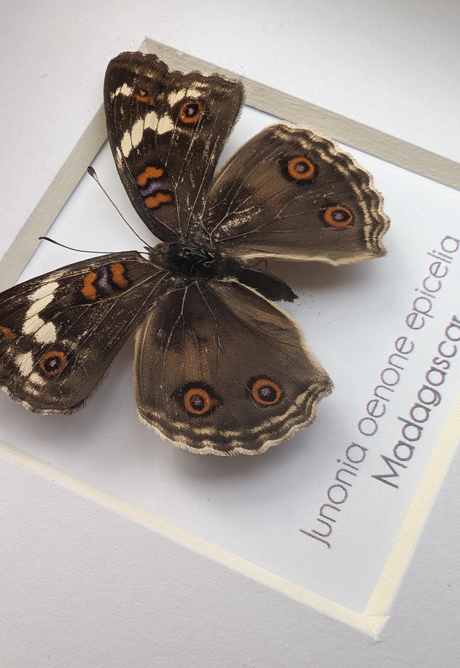 Framed tropical junonia oenone, blue pansy butterfly - ethically sourced entomology wall art, 4"x4"