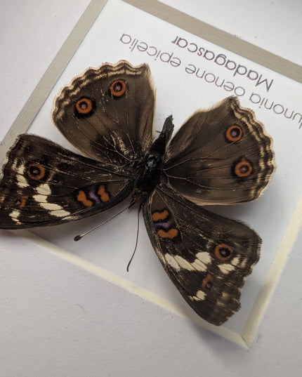 Framed tropical junonia oenone, blue pansy butterfly - ethically sourced entomology wall art, 4"x4"