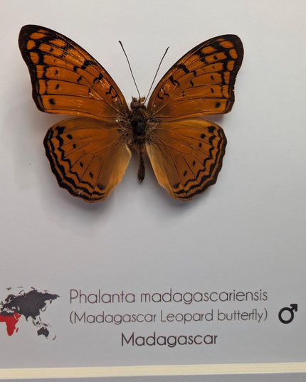 Framed madagascan leopard butterfly display (6" x 6")