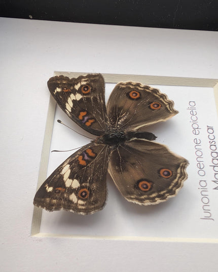 Framed tropical junonia oenone, blue pansy butterfly - ethically sourced entomology wall art, 4"x4"