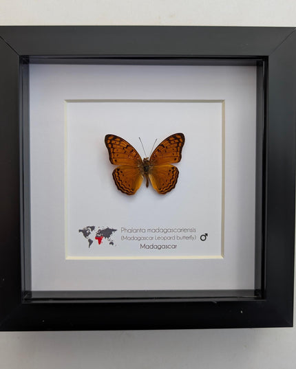Framed madagascan leopard butterfly display (6" x 6")