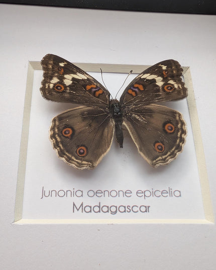 Framed tropical junonia oenone, blue pansy butterfly - ethically sourced entomology wall art, 4"x4"