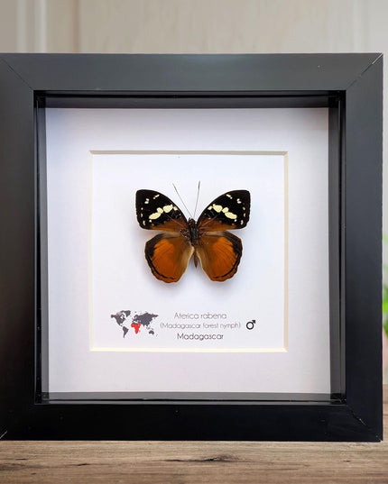 Framed aterica rabena, madagascan wood nymph: butterfly display (6" x 6")