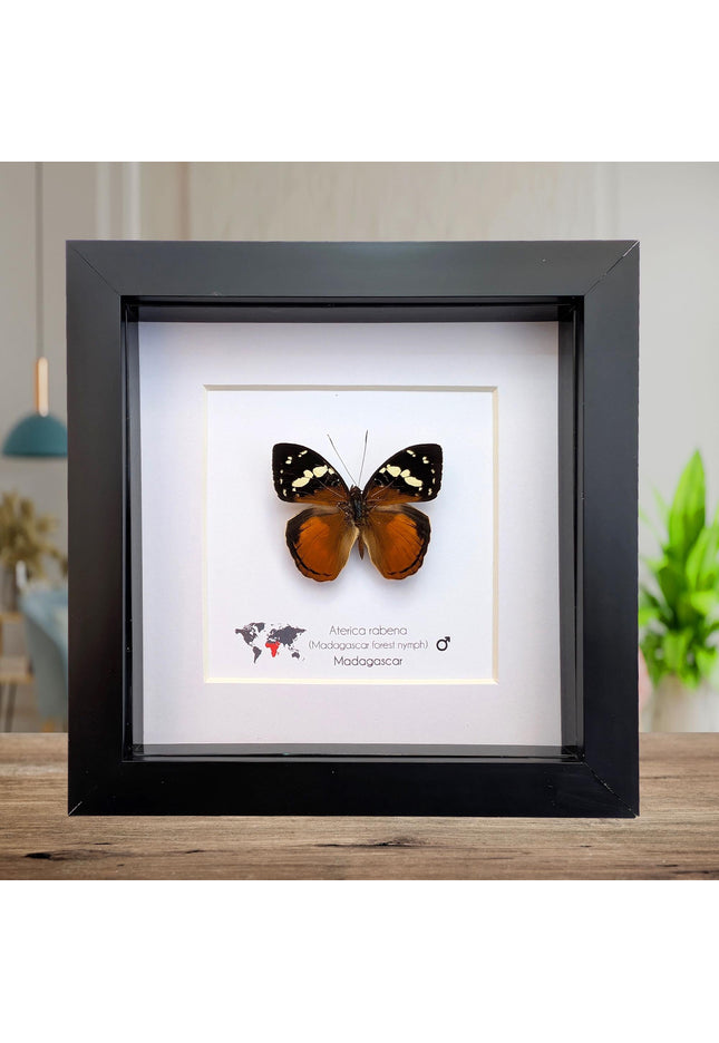 Framed aterica rabena, madagascan wood nymph: butterfly display (6" x 6")