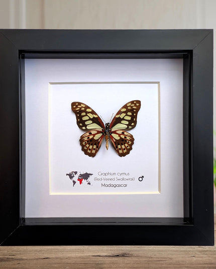Framed graphium cymus back view, madagascan red-veined swallowtail: butterfly display (6" x 6")