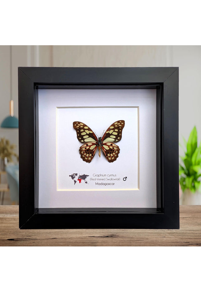 Framed graphium cymus back view, madagascan red-veined swallowtail: butterfly display (6" x 6")