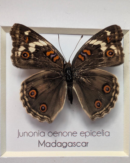 Framed tropical junonia oenone, blue pansy butterfly - ethically sourced entomology wall art, 4"x4"