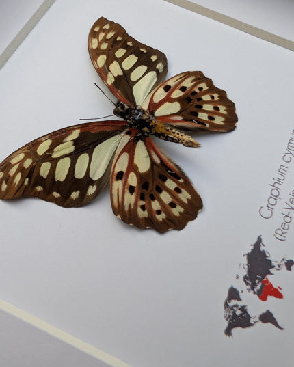 Framed graphium cymus back view, madagascan red-veined swallowtail: butterfly display (6" x 6")