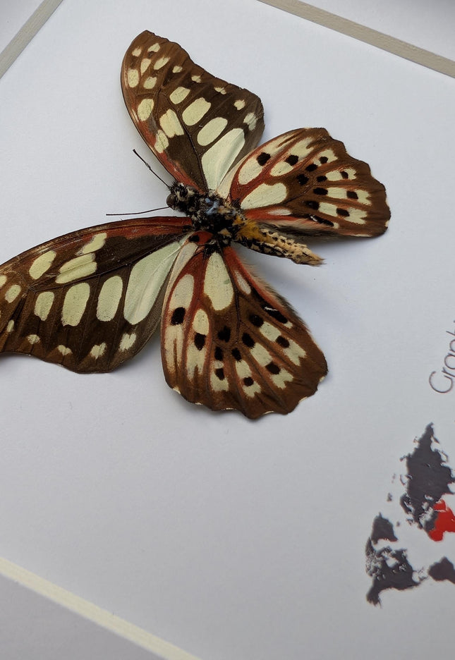 Framed graphium cymus back view, madagascan red-veined swallowtail: butterfly display (6" x 6")