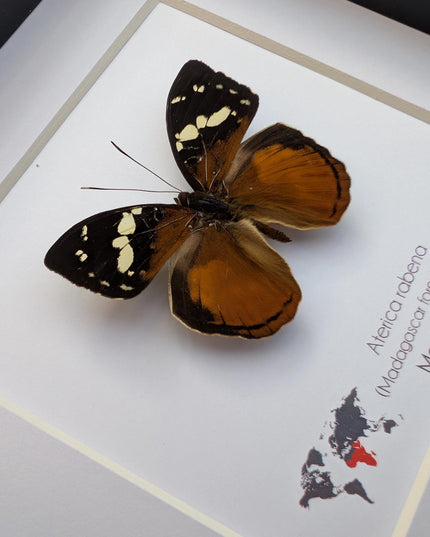 Framed aterica rabena, madagascan wood nymph: butterfly display (6" x 6")