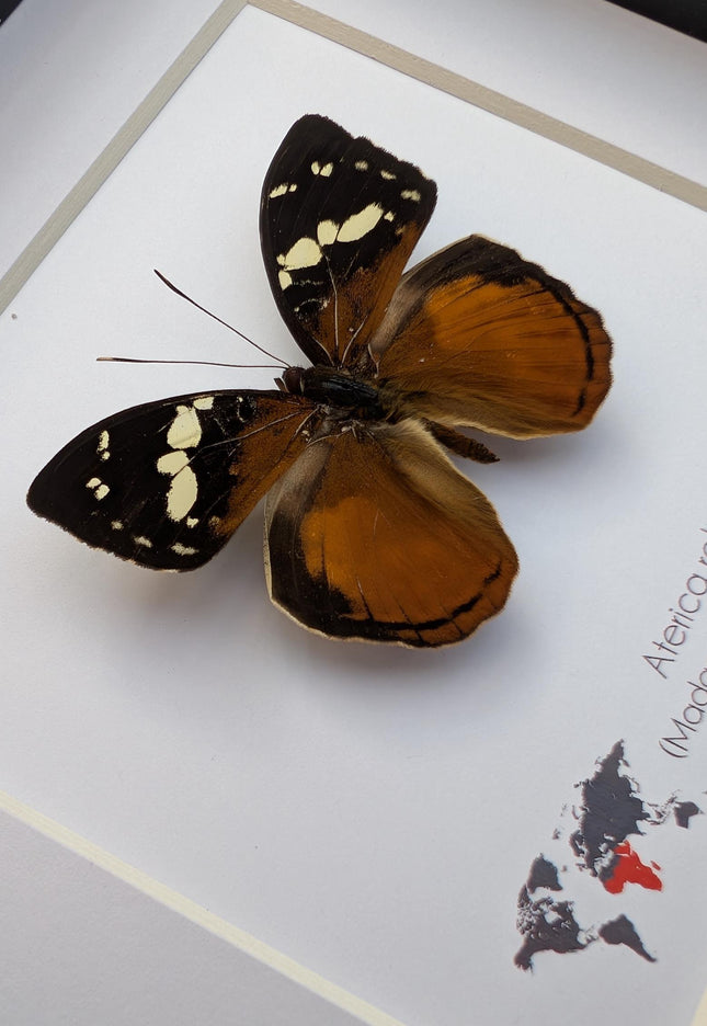 Framed aterica rabena, madagascan wood nymph: butterfly display (6" x 6")