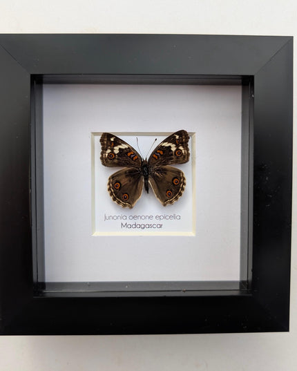 Framed tropical junonia oenone, blue pansy butterfly - ethically sourced entomology wall art, 4"x4"