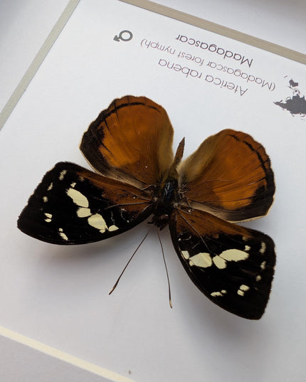 Framed aterica rabena, madagascan wood nymph: butterfly display (6" x 6")