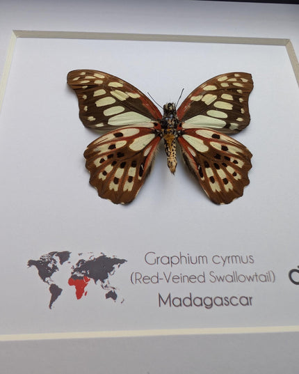 Framed graphium cymus back view, madagascan red-veined swallowtail: butterfly display (6" x 6")
