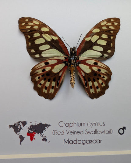 Framed graphium cymus back view, madagascan red-veined swallowtail: butterfly display (6" x 6")