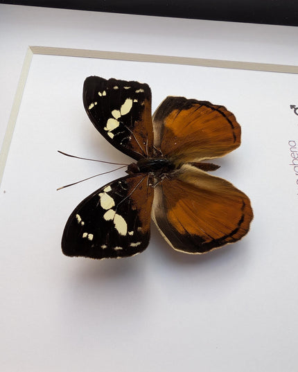 Framed aterica rabena, madagascan wood nymph: butterfly display (6" x 6")
