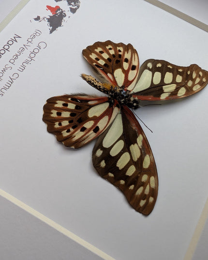 Framed graphium cymus back view, madagascan red-veined swallowtail: butterfly display (6" x 6")