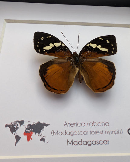 Framed aterica rabena, madagascan wood nymph: butterfly display (6" x 6")