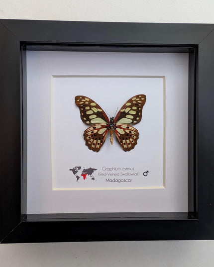 Framed graphium cymus back view, madagascan red-veined swallowtail: butterfly display (6" x 6")