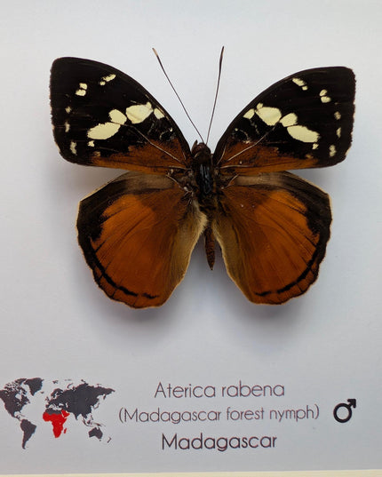 Framed aterica rabena, madagascan wood nymph: butterfly display (6" x 6")