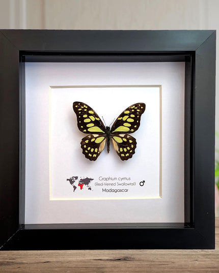 Framed graphium cymus, madagascan red-veined swallowtail: butterfly display (6" x 6")