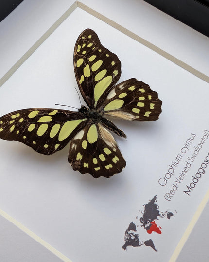 Framed graphium cymus, madagascan red-veined swallowtail: butterfly display (6" x 6")