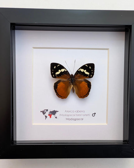 Framed aterica rabena, madagascan wood nymph: butterfly display (6" x 6")