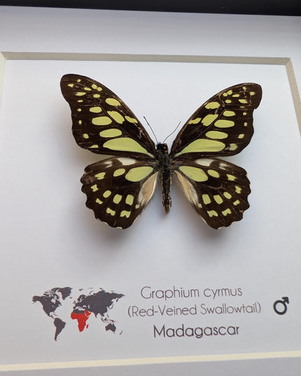 Framed graphium cymus, madagascan red-veined swallowtail: butterfly display (6" x 6")