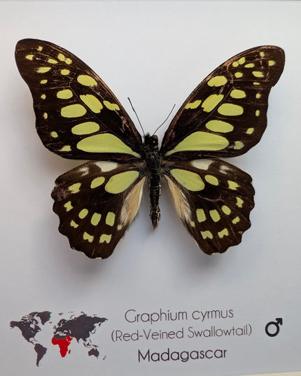 Framed graphium cymus, madagascan red-veined swallowtail: butterfly display (6" x 6")