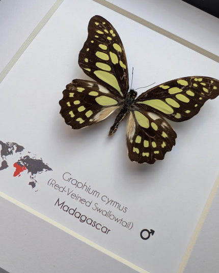 Framed graphium cymus, madagascan red-veined swallowtail: butterfly display (6" x 6")