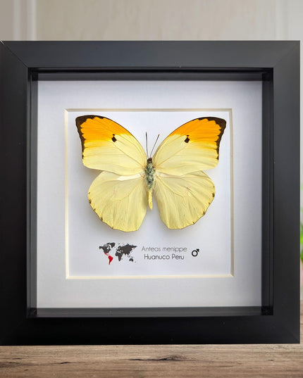 Framed Orange Tip Butterfly, Entomological Wall Art